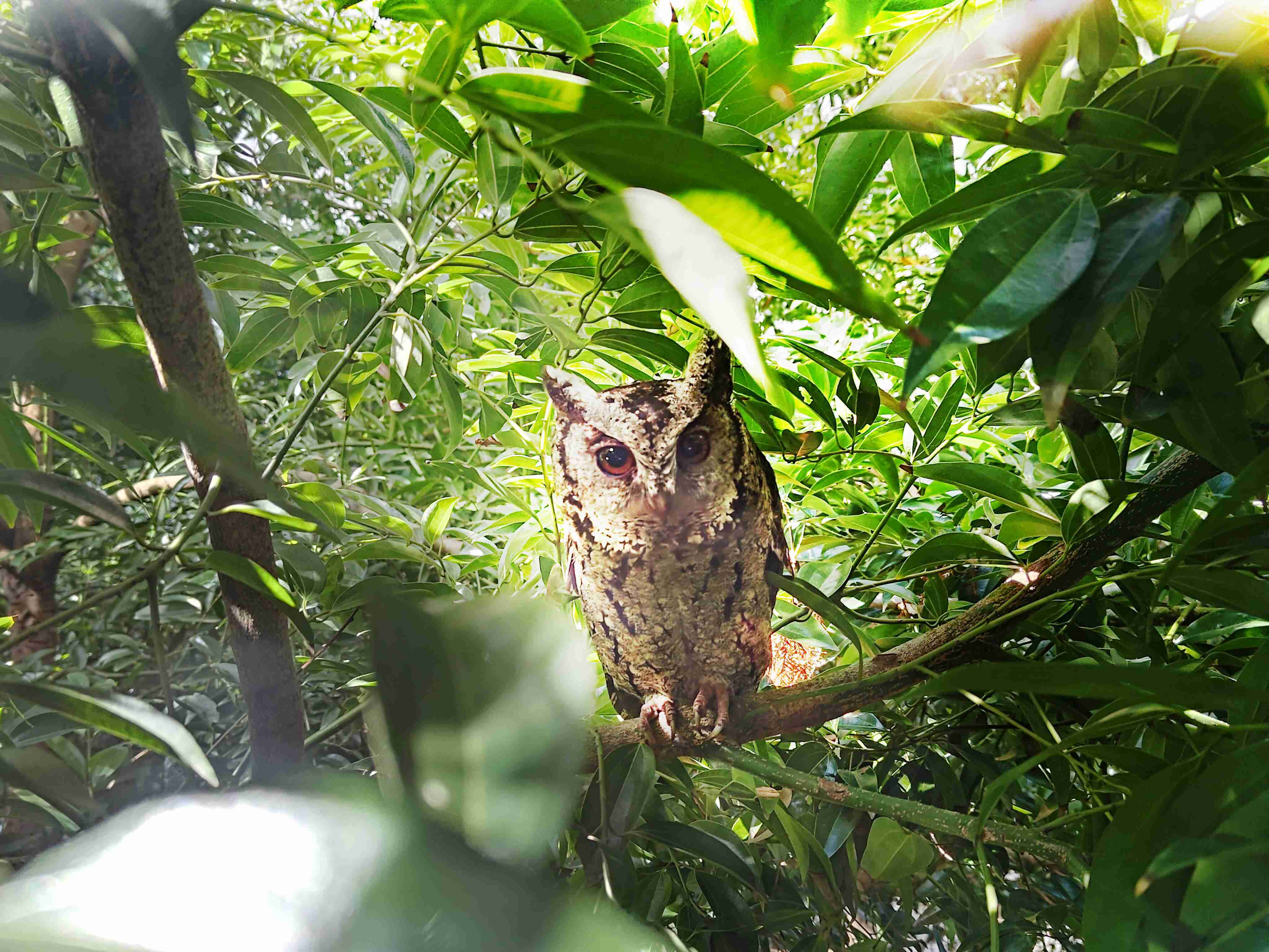 银河集团致力提倡净零绿生活，，16年以来在全球各厂区植树逾百万棵，，，，造就各厂区树木蔚然成林，，，，犹如森林工厂，，成为许多生物的栖息地